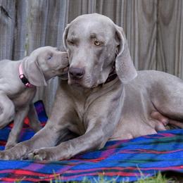 Weimaraners from Firemark Weimaraners