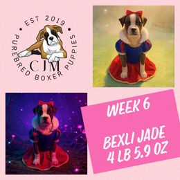 Bexli Jade - Brindle female Boxer puppy in Jupiter, Florida from CJM Boston and Boxer Puppies