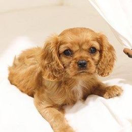Cavalier King Charles Spaniels from Jackson's Cavaliers