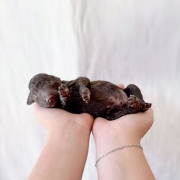 Boy 3 - Chocolate male Labradoodle puppy in Kingman, Arizona from The Dood Ranch