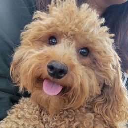 Sierra - Poodle