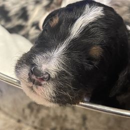 Assorted Doodle Crosses, Aussiedoodle, and Australian Shepherd Puppies from Faith, Feathers & FurBabies