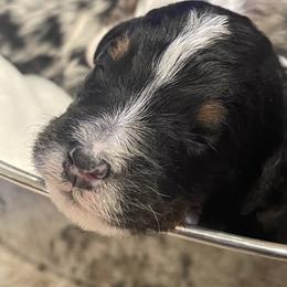 Assorted Doodle Crosses, Aussiedoodle, and Australian Shepherd Puppies from Faith, Feathers & FurBabies