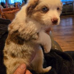 Tulip - Red merle female Toy Australian Shepherd puppy in Forney, Texas from Texas Talent Toy Aussie's