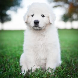 Border Collie, Bordoodle, and Maremma Sheepdog Puppies from 2J 2K Border Collies