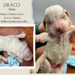 Draco - Parti male Goldendoodle puppy in Hilton, New York from The House of Goldendoodle