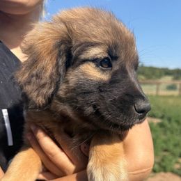 Ulla- red - Tan female Colorado Mountain Dog puppy in Cotopaxi, Colorado from Once Upon A Moose (OUM)