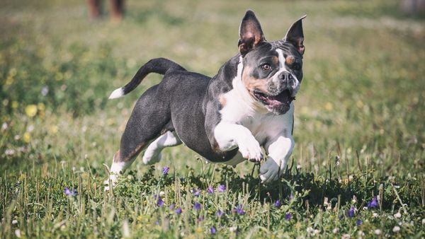 Find Olde English Bulldogge puppies for sale