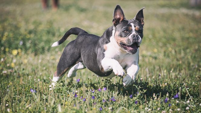 Olde English Bulldogge