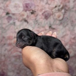 Cupid - Black and tan female Pomeranian puppy in Newport News, Virginia from Nel’s Pomeranians