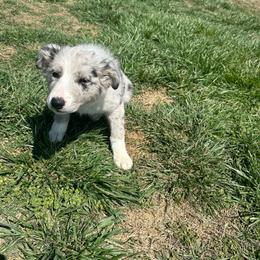 SWS Tip - Blue merle male Border Collie puppy in Caney, Kansas from South Wind Stockdogs