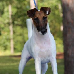 JJ - Smooth Fox Terrier