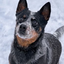 Blissy  - Australian Cattle Dog
