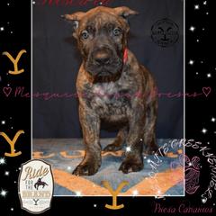 Lloyd - Tiger male Perro de Presa Canario puppy in El Paso, Texas from Mesquite Creek Kennels
