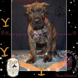 Lloyd - Tiger male Perro de Presa Canario puppy in El Paso, Texas from Mesquite Creek Kennels
