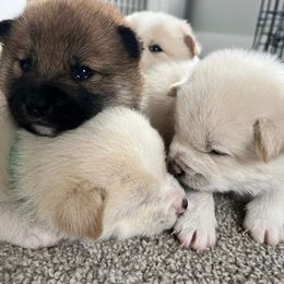 Shiba Inu Puppies from Fairyland Shibas