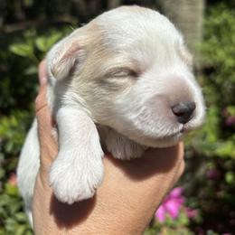 Green - Parti male Miniature Schnauzer puppy in Summerfield, Florida from M & M Schnauzers