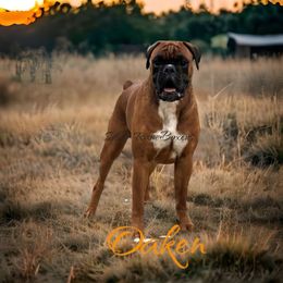 Oaken - Fawn male Boxer puppy in Red Boiling Springs, Tennessee from Silver Rain