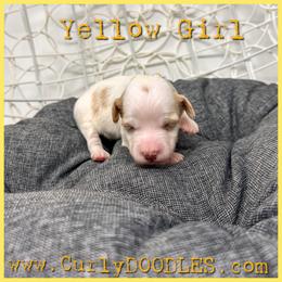 Yellow Girl - Parti female Goldendoodle puppy in Taneytown, Maryland from Curlydoodles