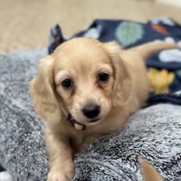 Sterling - Cream male Dachshund puppy in Wharton County, Texas from Country Bumpkins