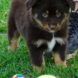 Boy 4 - Red tri male Miniature Australian Shepherd puppy in Lawton, Oklahoma from Lindsey’s Aussies