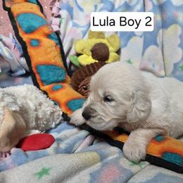 Lula Boy 2 - Light golden male Golden Retriever puppy in Niles, Michigan from Composer Goldens