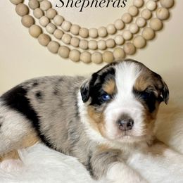 Australian Shepherd Puppies from Saddle Creek Australian Shepherds