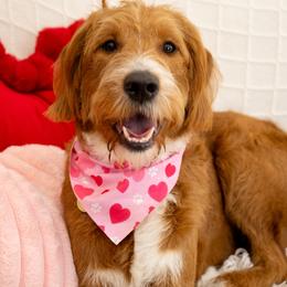 Labradoodles from Open Door Doodles