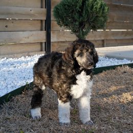 Milady - Parti Poodle puppy in Hutto, Texas from Scarlett Rose Ranch Poodles