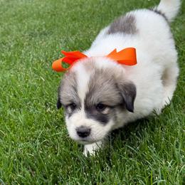 Mr Orange - White and badger male Great Pyrenees puppy in Idaho from Portneuf Range Pyrenees