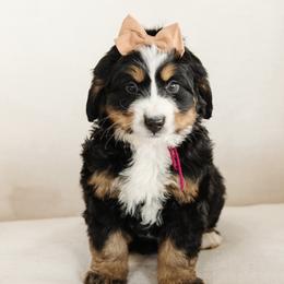 'Jan' Purple Bow Female - Tri-color female Bernedoodle puppy in Kamas, Utah from A + E Farms