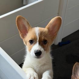 Yellow Collar - Red female Pembroke Welsh Corgi puppy in Nevada, Iowa from Rogers AKC Corgis of Iowa.