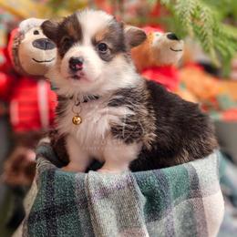 Maple - Black and tan female Pembroke Welsh Corgi puppy in Fortine, Montana from North Star Pembroke Welsh Corgi's