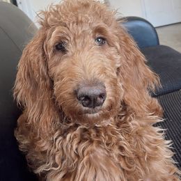 Goldendoodles and Poodles from Wild and Wonderful Poodles and Doodles