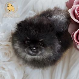 Cinder - Black and tan male Pomeranian puppy in North Port, Florida from POMRITA POM’S