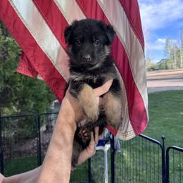 Girl - Black and tan female German Shepherd puppy in Windsor, Colorado from German Shepherds