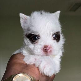 Biscotti - Parti male Yorkshire Terrier puppy in Jacksonville, Florida from Ja'Dor Yorkies