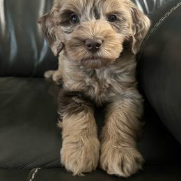 Winnie - Merle female Goldendoodle puppy in Ottawa, Ohio from Simply Beautiful Goldendoodles