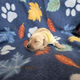 Susan - Golden female Golden Retriever puppy in Menasha, Wisconsin from Kreger's K9s