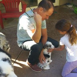 Border Collie Puppies from Overdrive Border Collies