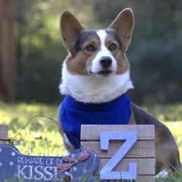 Pembroke Welsh Corgis from PWC Wiggle Butts