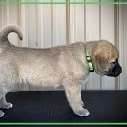Light Green - Fawn female Anatolian Shepherd Dog puppy in Clark, Wyoming from Fyne Acres