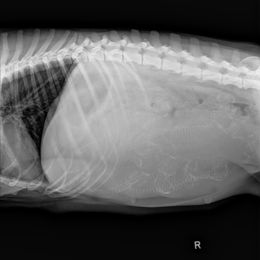 Golden Retriever Puppies from Wild Roost Goldens