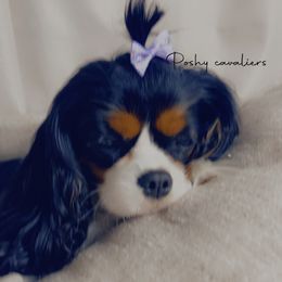 Naughtya - Cavalier King Charles Spaniel