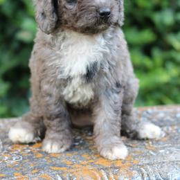 Darla - Blue merle female Aussiedoodle puppy in Lexington, Alabama from Johnson’s Highland Pride Aussiedoodles