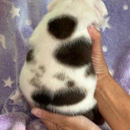 Leonard - Fawn brindle and white male Bulldog puppy in Cheyenne, Wyoming from Magic City Kennel