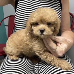 Brinlee - Apricot female Maltipoo puppy in Berea, Kentucky from Blair’s Furry Friends