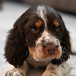 Nora - Liver white and tan female English Springer Spaniel puppy in Central, South Carolina from SarMel