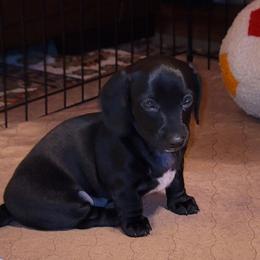 Dachshund and Great Dane Puppies from AZ's Prestigious Minature Dachshunds