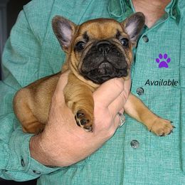 French Bulldog Puppies from Janet's Frenchies